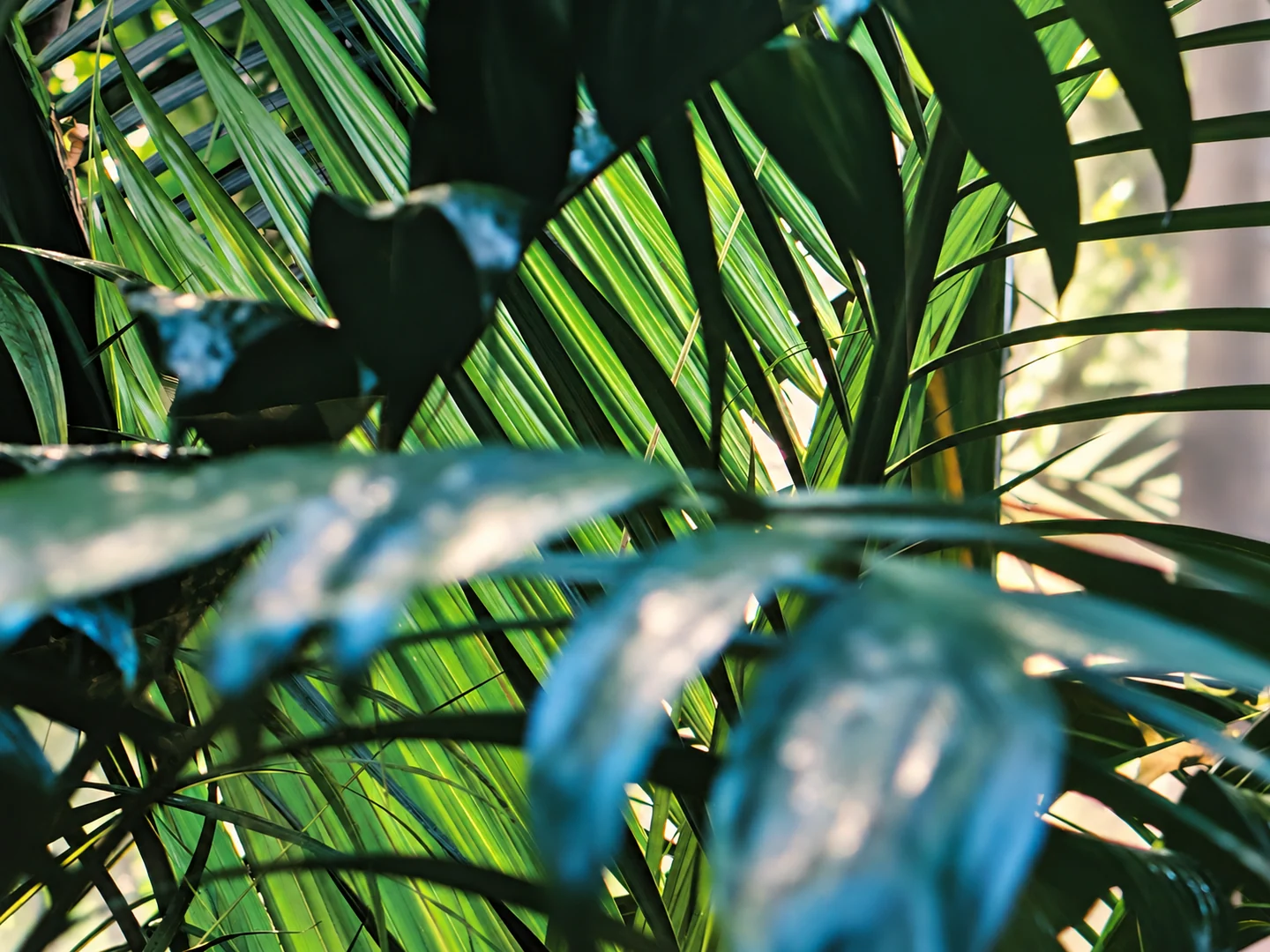 Close-up of green botanical decor and leaf shadows inside Elemntal Wellness